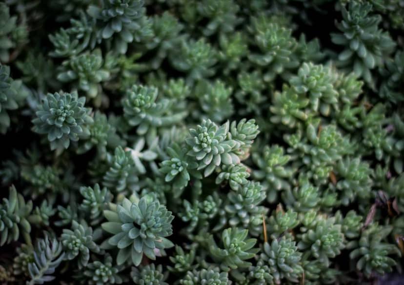 Unauth title qZlFarPc